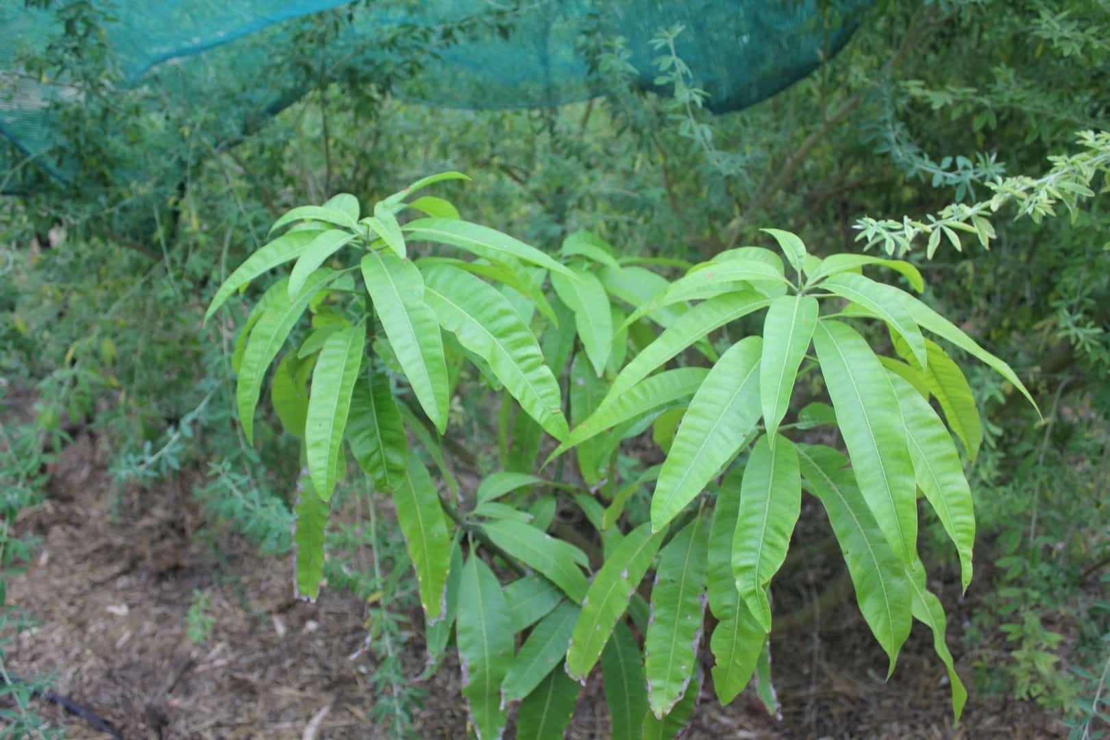 Bowen Mango