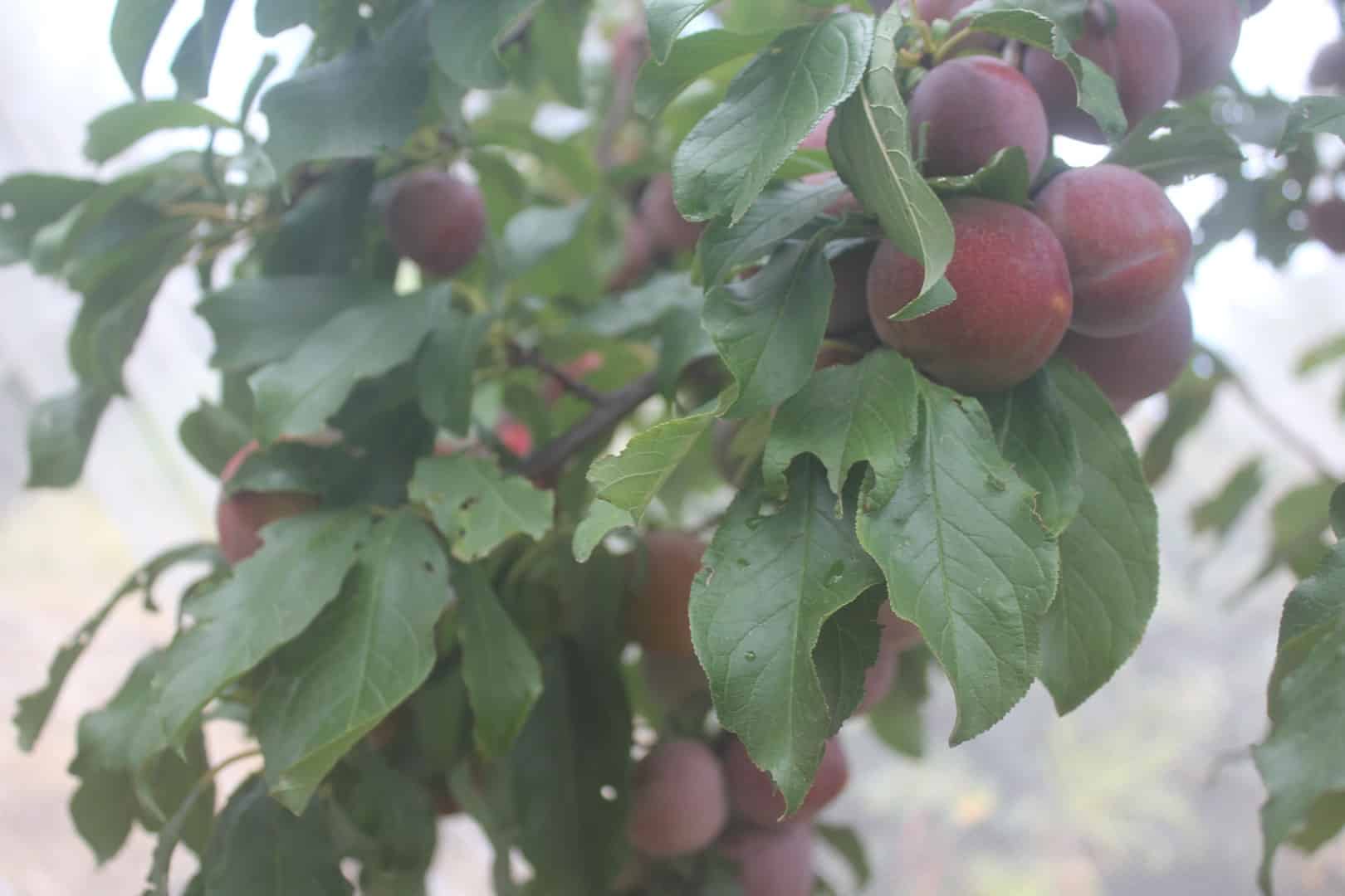 Satsuma Plums