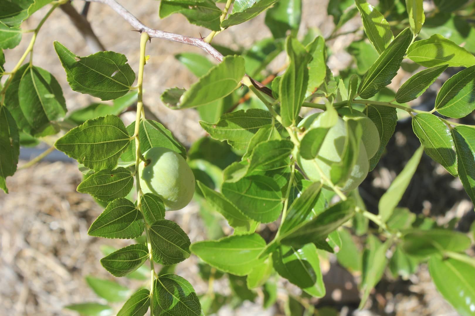 Li Jujube Fruit