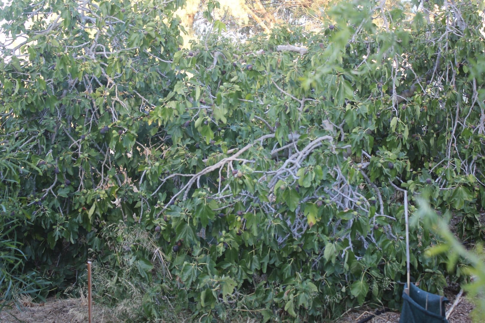 Fig Tree Adelaide