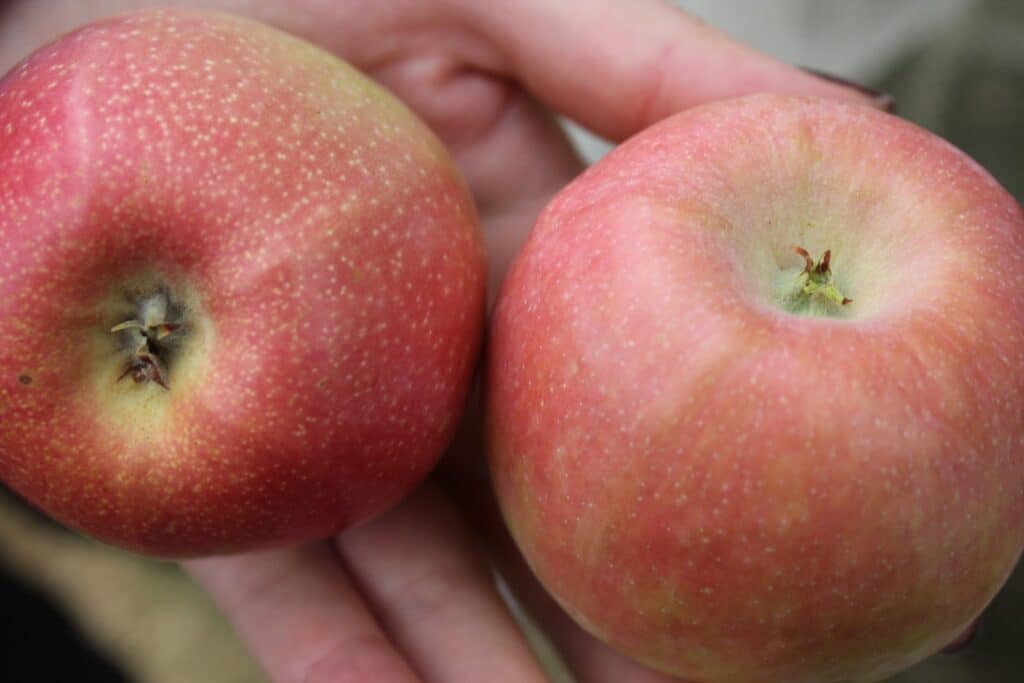Pink Lady Apples