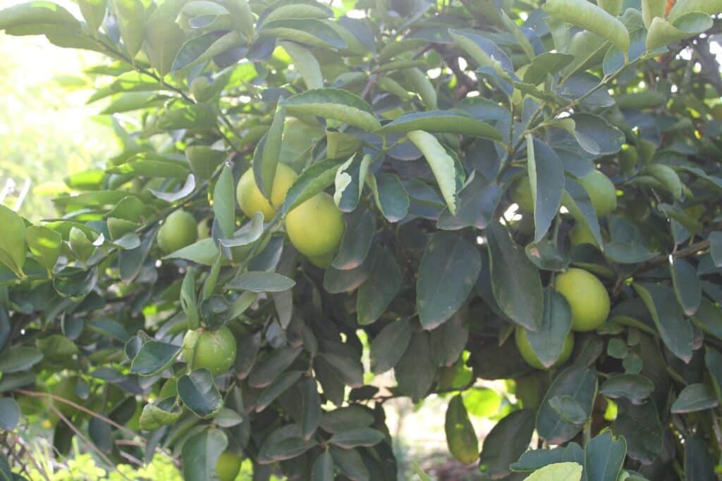 West Indian Lime