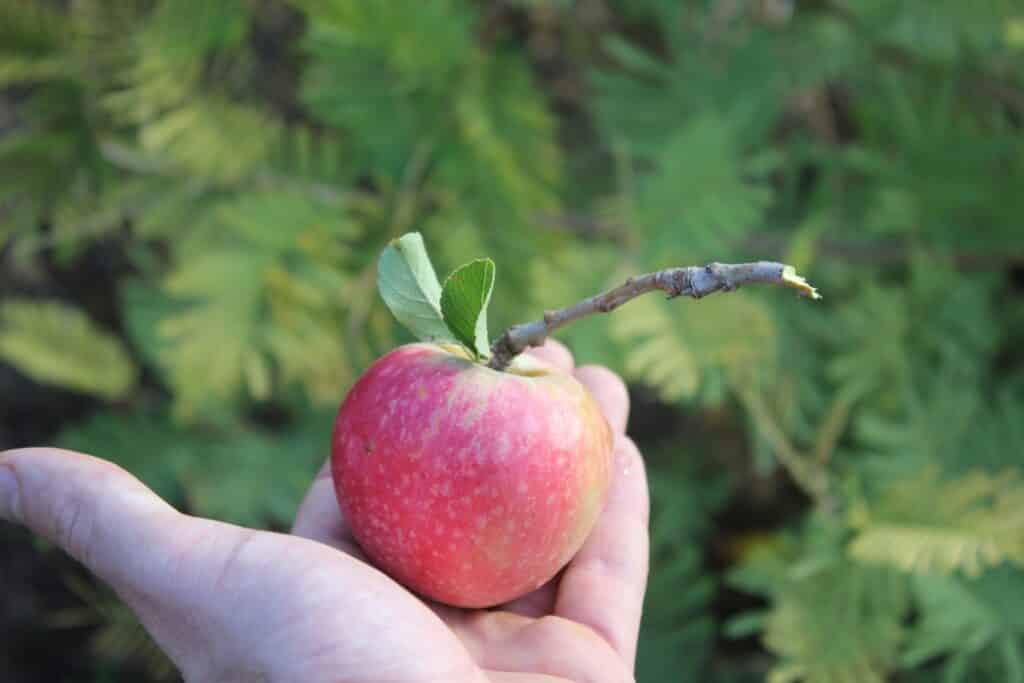 Pink Lady Apples