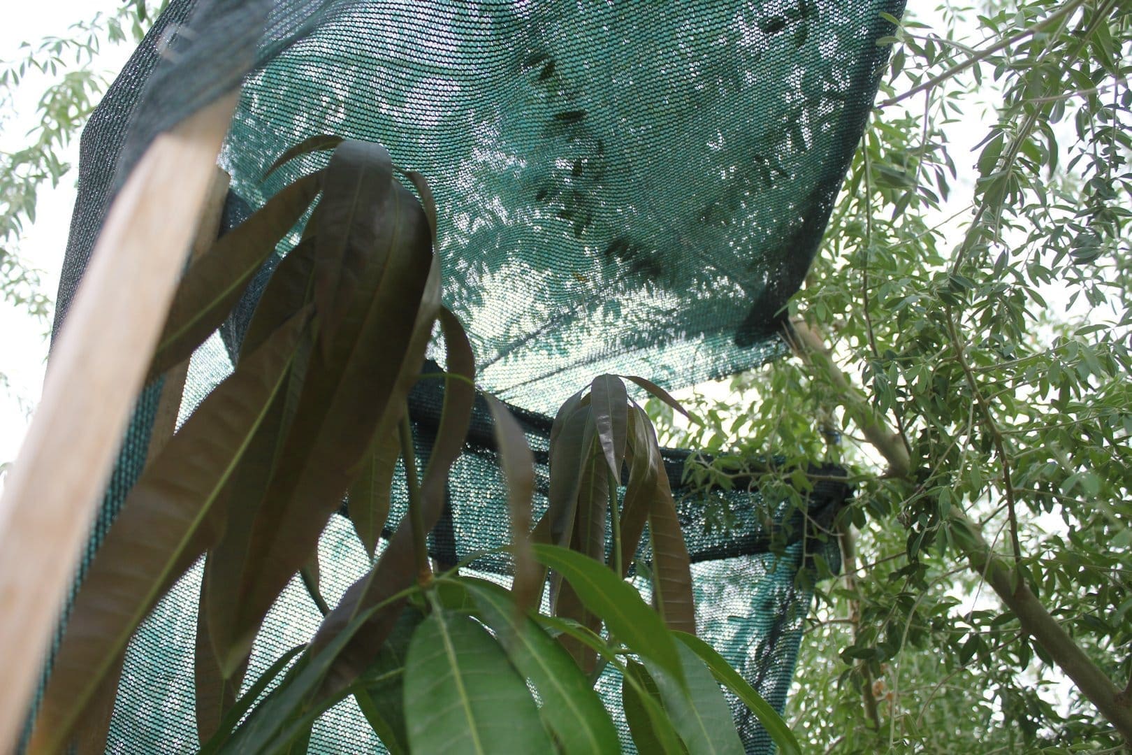 Bowen Mango Growth