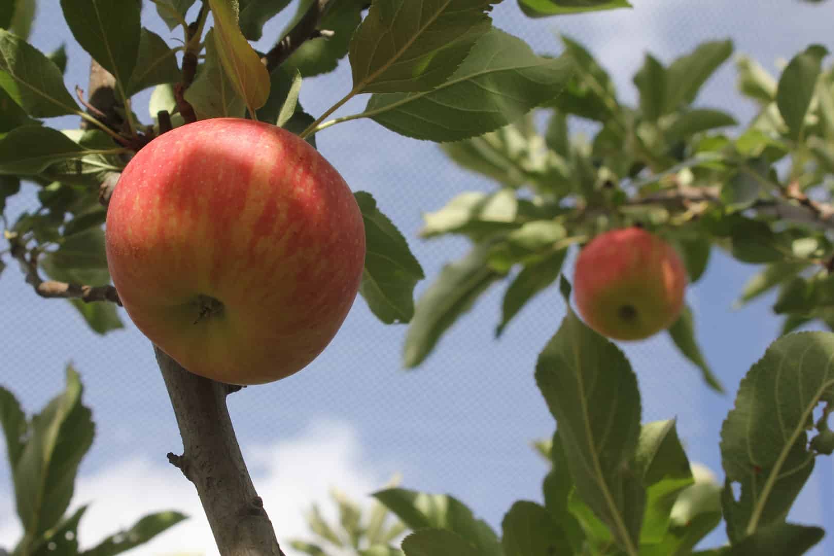 Apple Pink Lady