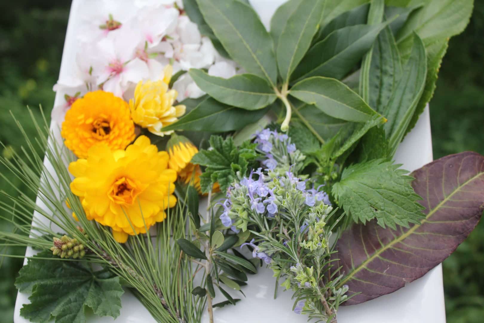 Tea Ingredients