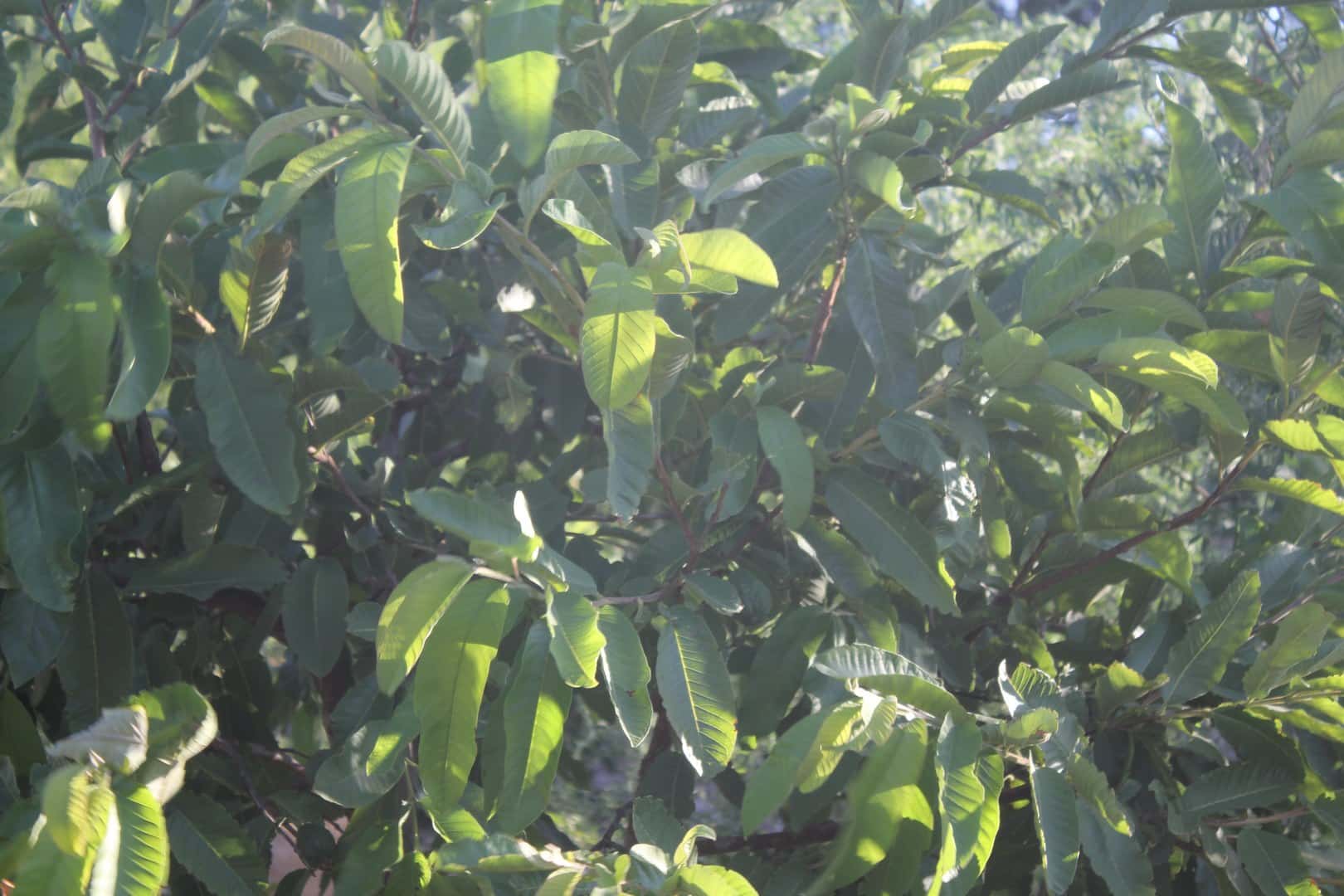 Guava Leaves