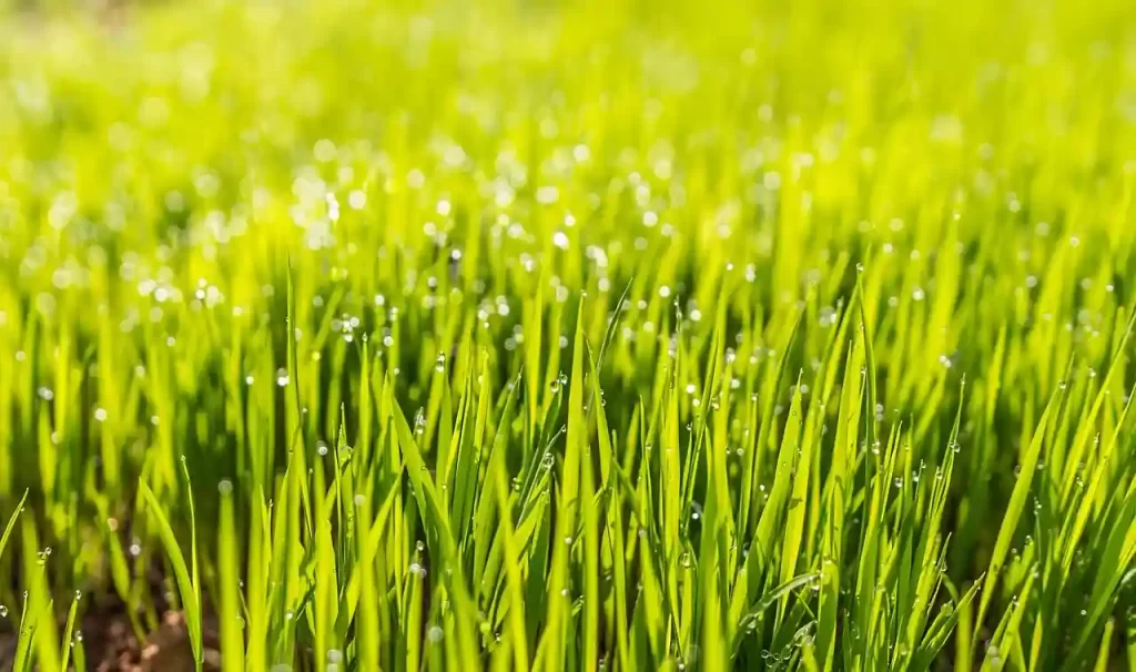 LivingFoodscapes™ Organic Garden Care